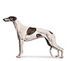 Greyhound