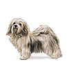 Havanese