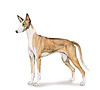 Ibizan Hound