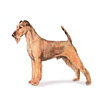 Irish Terrier