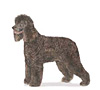 Irish Water Spaniel