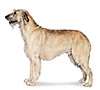 Irish Wolfhound