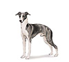 Italian Greyhound