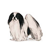 Japanese Chin