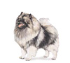 Keeshond