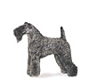 Kerry Blue Terrier