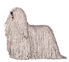 Komondor