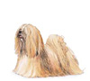 Lhasa Apso