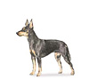 Manchester Terrier