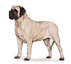 Mastiff