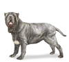 Neapolitan Mastiff