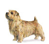 Norfolk Terrier