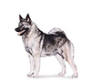 Norwegian Elkhound