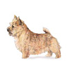 Norwich Terrier