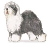 Old English Sheepdog