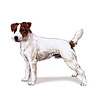 Parson Russell Terrier