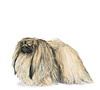 Pekingese