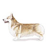 Pembroke Welsh Corgi