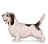 Petit Basset Griffon Venden