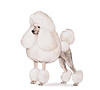 Poodle