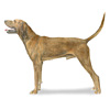 Redbone Coonhound