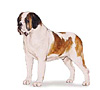 Saint Bernard