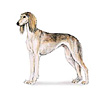 Saluki