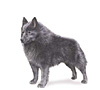 Schipperke