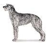 Scottish Deerhound