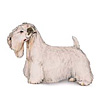 Sealyham Terrier