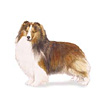 Shetland Sheepdog