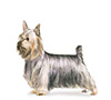 Silky Terrier