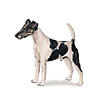 Smooth Fox Terrier