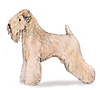 Soft Coated Wheaten Terrier