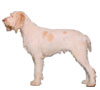 Spinone Italiano