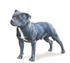 Staffordshire Bull Terrier