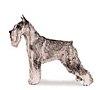 Standard Schnauzer