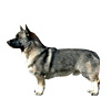 Swedish Vallhund