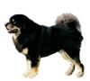 Tibetan Mastiff