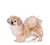 Tibetan Spaniel