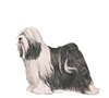 Tibetan Terrier