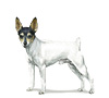 Toy Fox Terrier