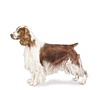 Welsh Springer Spaniel