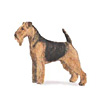 Welsh Terrier