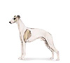 Whippet