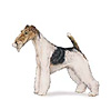 Wire Fox Terrier