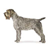 Wirehaired Pointing Griffon