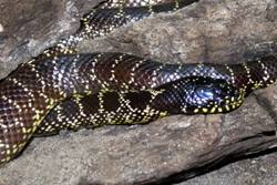 Desert Kingsnake | Lampropeltis getula-splendida photo