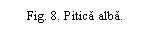 Text Box: Fig. 8. Pitica alba.