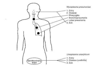 MYCOPLASMA